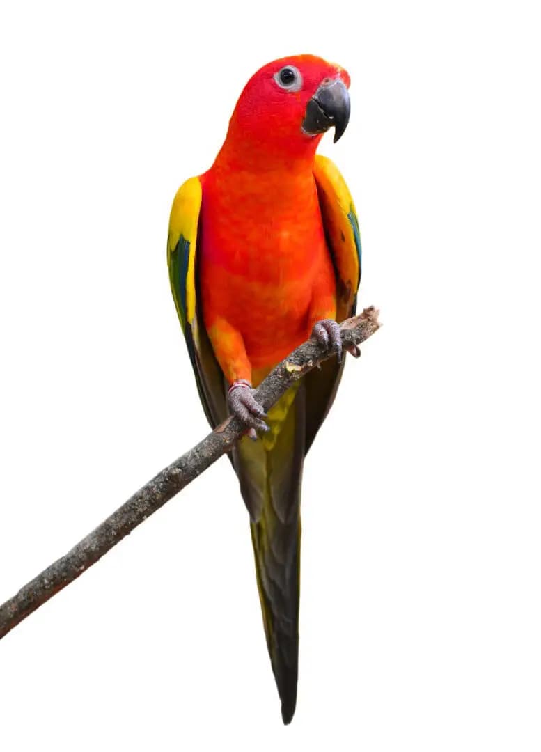Exotic birds – Local & International Delivery Amazing Birds Farm