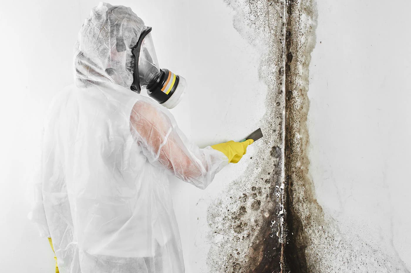 Comprehensive Cleaning Services with mold remediation allandale austin tx