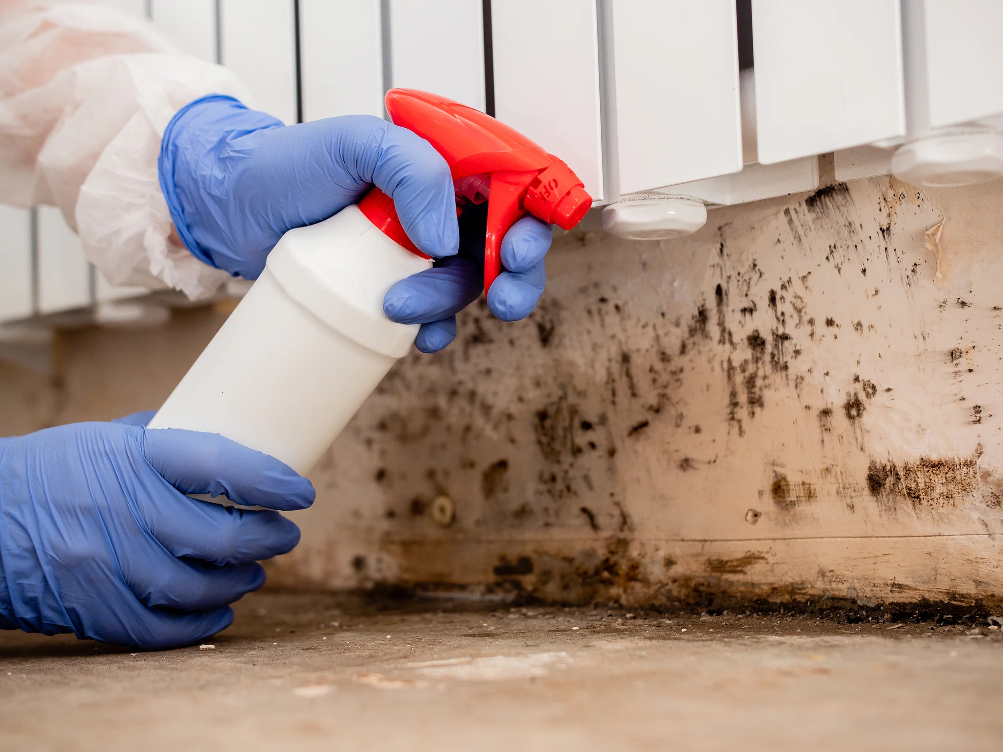 Comprehensive Cleaning Services with mold remediation allandale austin tx