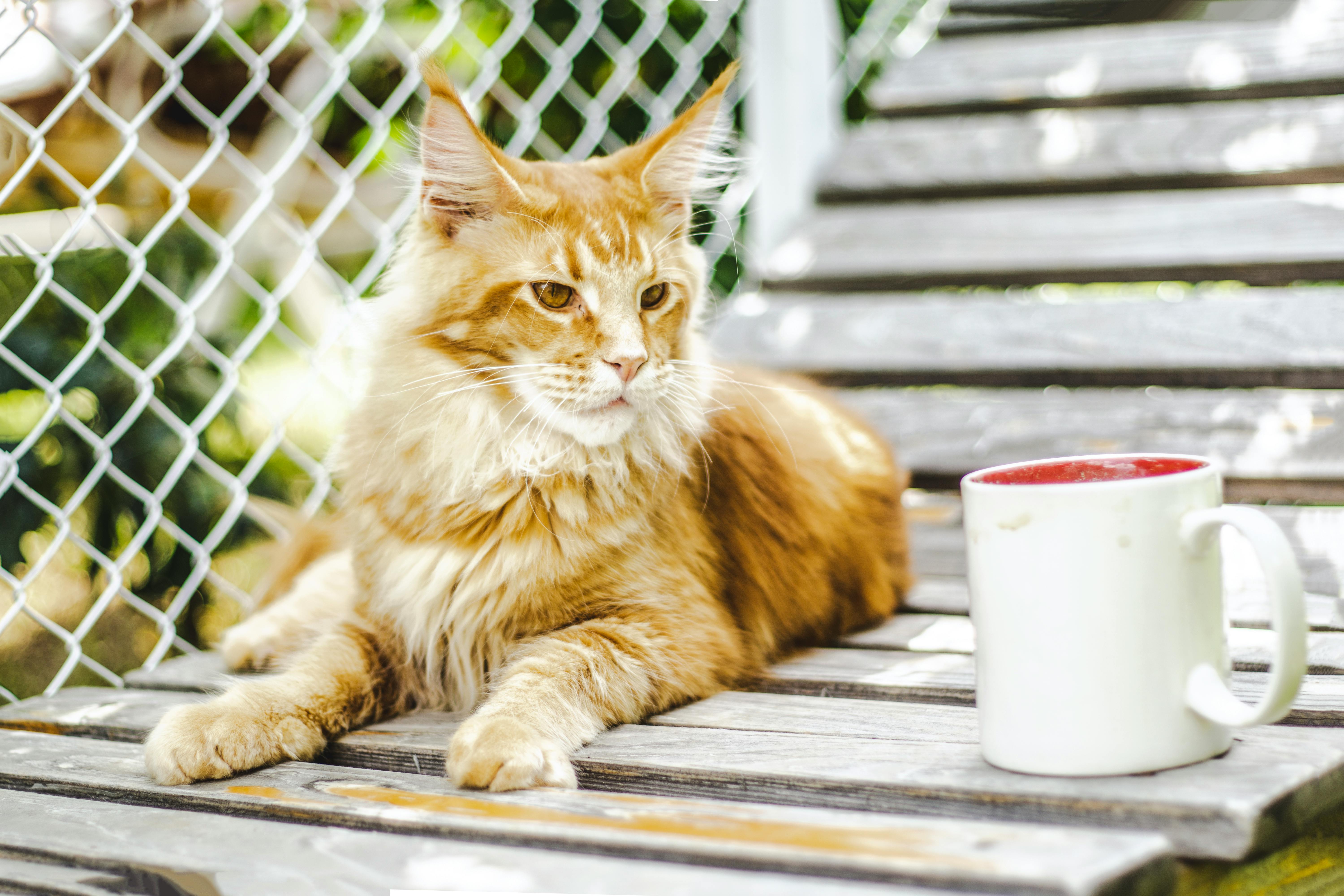 Gentle Giant Maine Coon Kittens for Sale Northern California Region