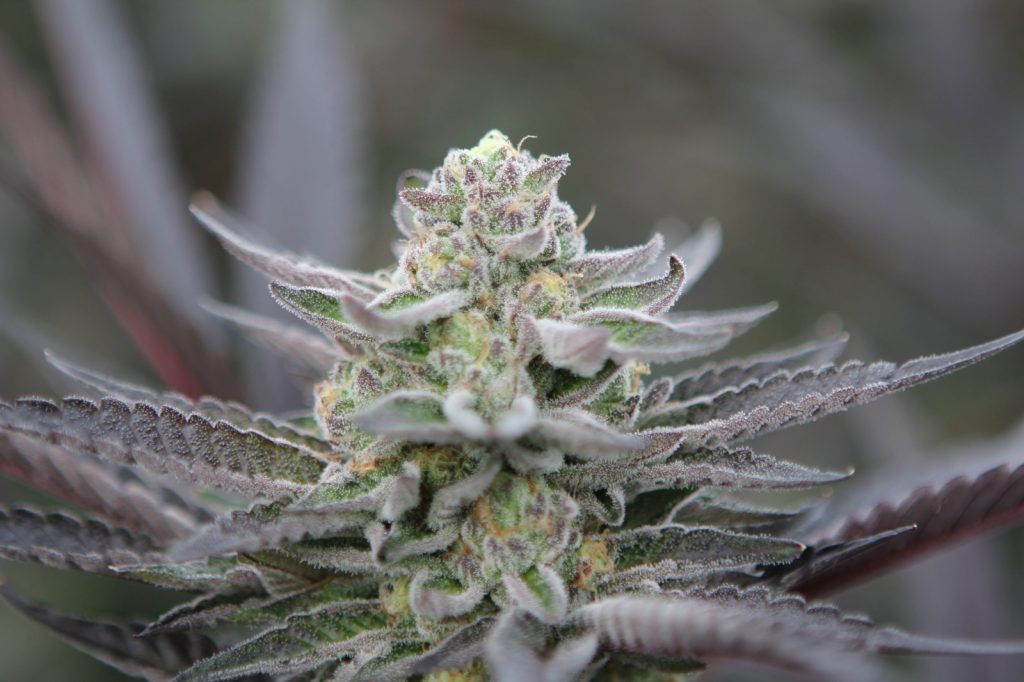 WhatsApp Image 2025-11-26 at 3.51.50 PM (7)