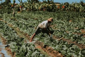 pexels-setengah-lima-sore-1061582751-30733227