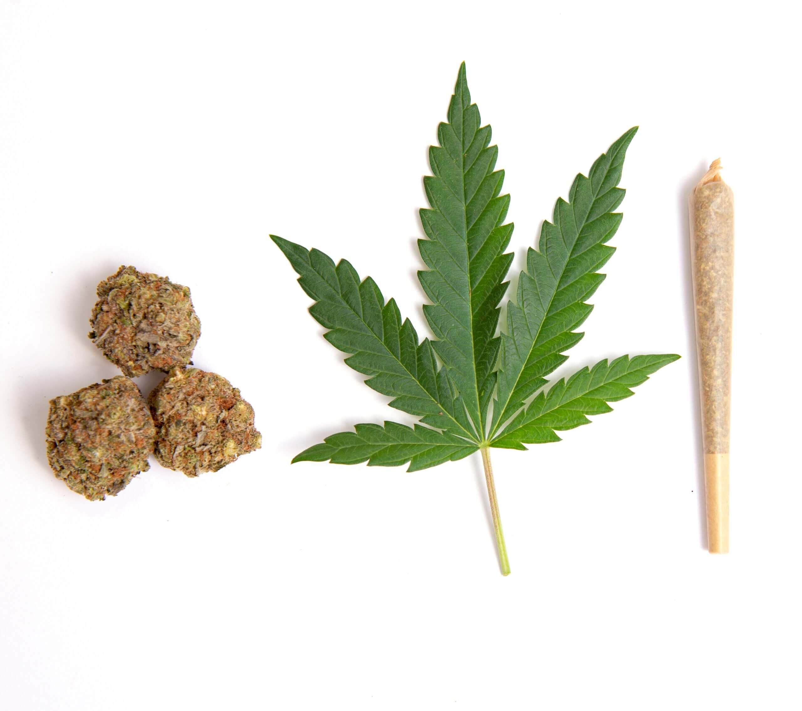 cannabis-variety-1